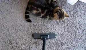 High angle view of a cat resting on carpet that getting vacuumed cleaning