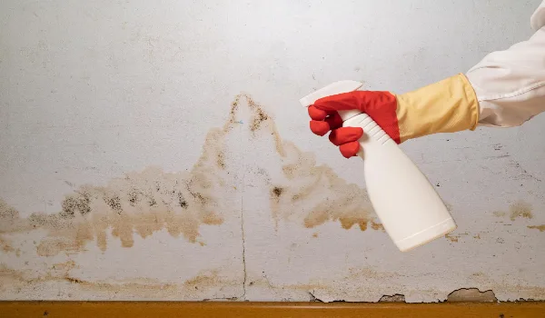 Human found mould on wall in your residential building after renovation